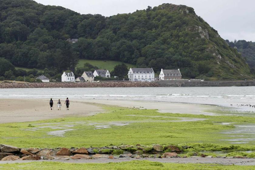 People walk at low tide near large quantities of seaweed on a beach along the French coastline at Saint Michel-en-Greve, Northern Brittany, on August 12, 2013. u00e2u20acu201d Reuters pic