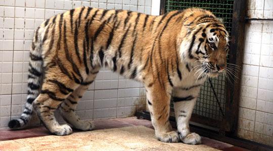 Big cats, a group called Pantherinae, include tigers, lions, leopards, snow leopards and jaguars. u00e2u20acu201d AFP pic