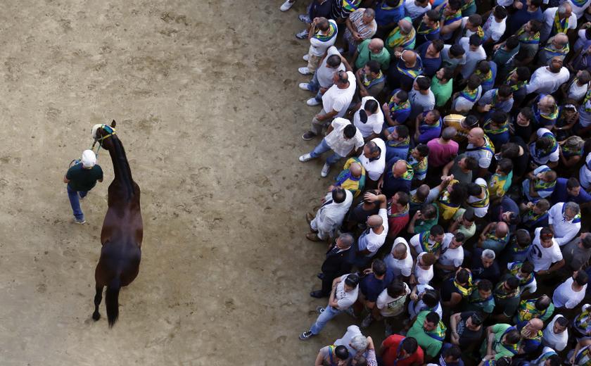 Mocambo, a horse belonging to jockey Antonio Siri of the Bruco parish, is led by the 'Barbaresco' after the fifth of six trial horse races in Del Campo square in Siena August 15, 2013. u00e2u20acu201c Reuters pic