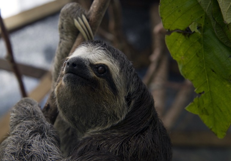 A three-toed sloth (Bradypus) at the Aiunau Foundation in Caldas, some 25 km south of Medellin, Antioquia department, Colombia on September 15, 2012. u00e2u20acu201d AFP pic