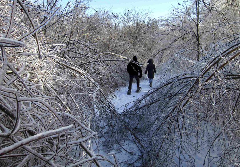 Two people walk through the ice encrusted forest in Earl Bales Park following an ice storm in Toronto, December 24, 2013.  u00e2u20acu201d Reuters pic