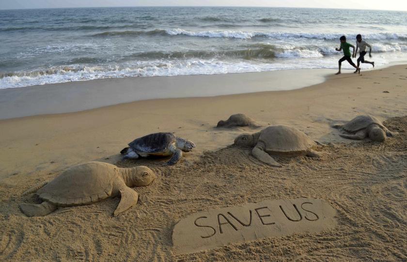 Boys run near sand sculptures of Olive Ridley turtles made by Indian sand artist Sudarshan Pattnaik, next to a dead turtle at the beach in Puri, in the eastern Indian state of Odisha February 9, 2014. u00e2u20acu201d Reuters pic
