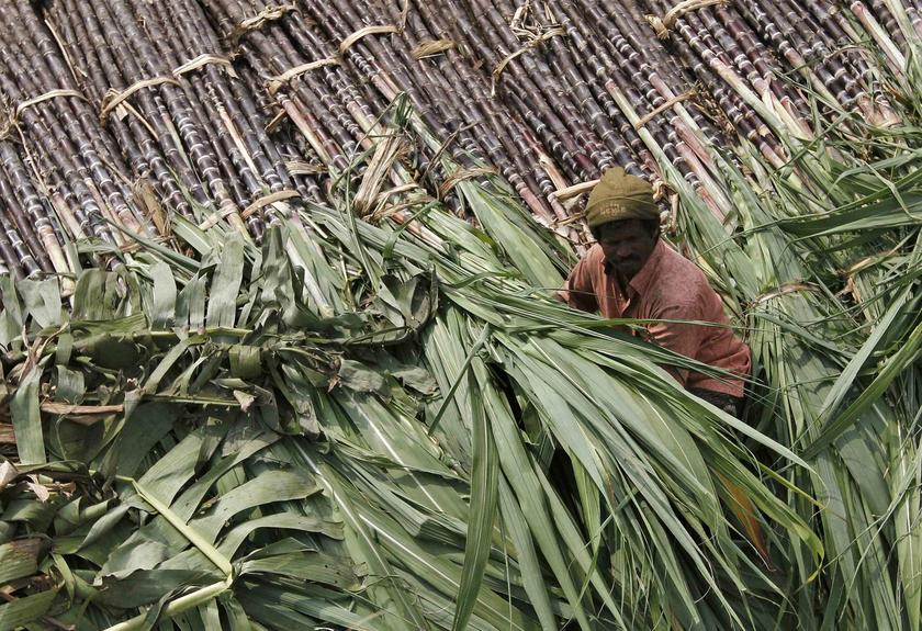 A trader sits on a pile of sugarcane as he waits for customers at a wholesale market in the southern Indian city of Chennai January 12, 2014. u00e2u20acu201d Reuters pic