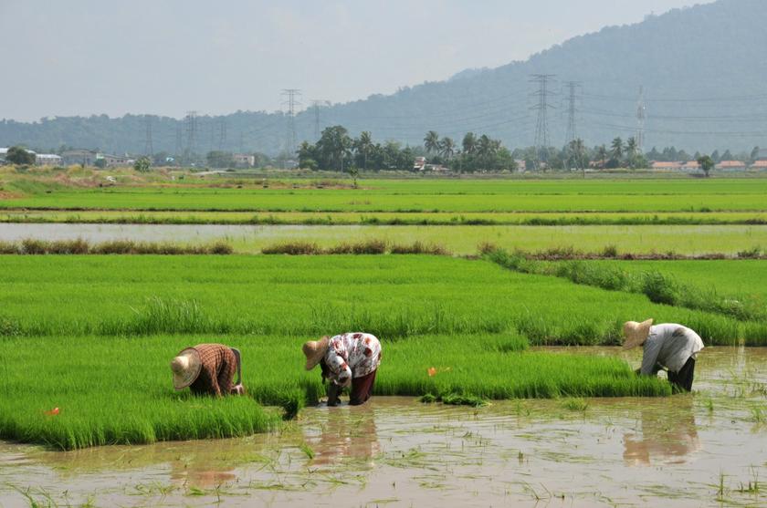 A battle between an 'underdog' and tradition is underway at the quiet village of Sungai Limau in Yan, Kedah. u00e2u20acu201du00c2u00a0Picture by K.E.Ooi