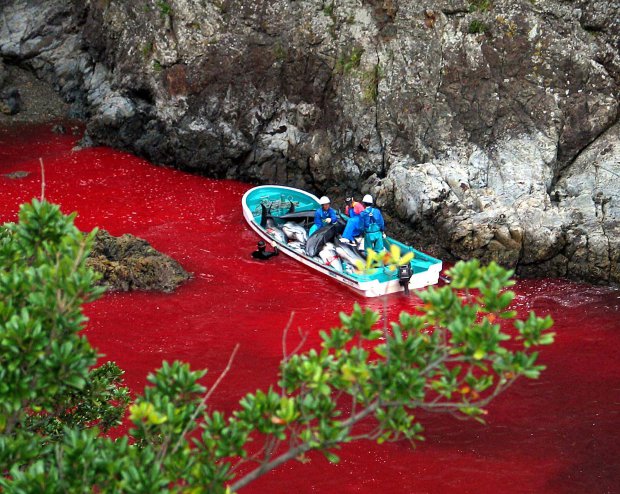Japanese fishermen riding a boat loaded with slaughtered dolphins at a blood-covered water cove in Taiji harbor, in Japan's Wakayama prefecture, November 3, 2003. u00e2u20acu2022 AFP pic