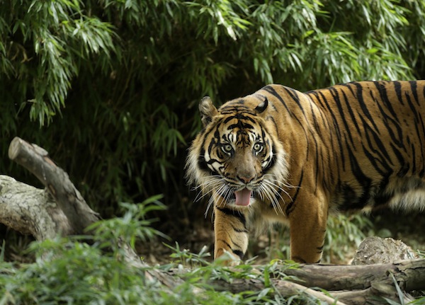 Kavi, a 12-year old Sumatran tiger, prowls in his living area at the Smithsonian National Zoological Park in Washington August 8, 2013. u00e2u20acu201d Reuters pic