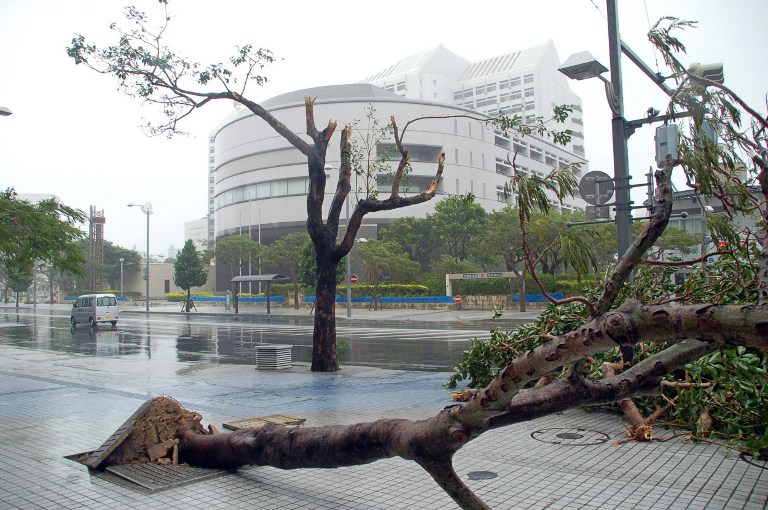 An uprooted tree lies on the pavement caused by strong winds as typhoon Man-Yi closes in on Naha city, in Japan's southern island of Okinawa in this file picture. u00e2u20acu201c AFP pic