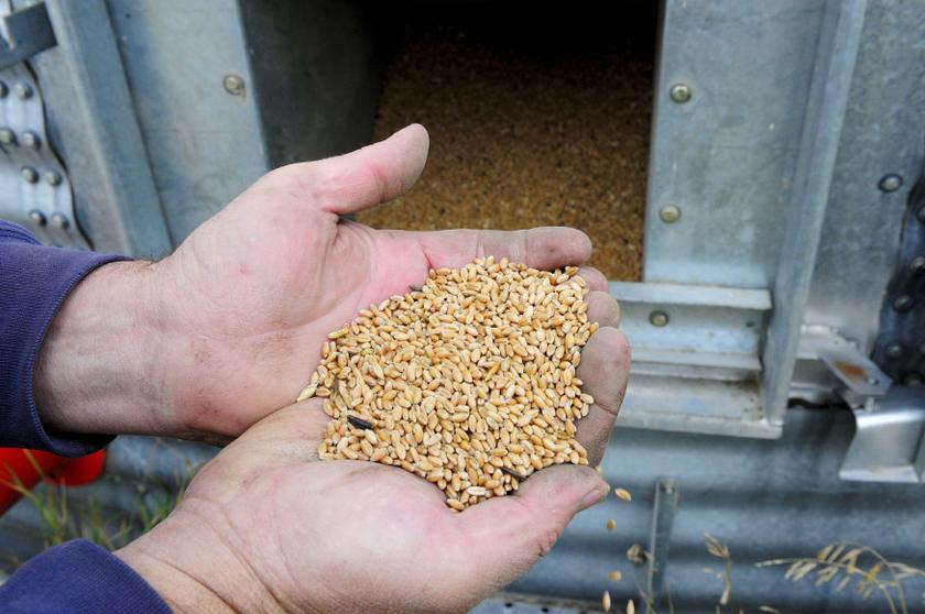 Lloyd Giles looks at wheat just combined by his wife Tara during the annual harvest on their 160-acre (64 hectares) field south of High River, Alberta, September 28, 2013. u00e2u20acu201d Reuters pic
