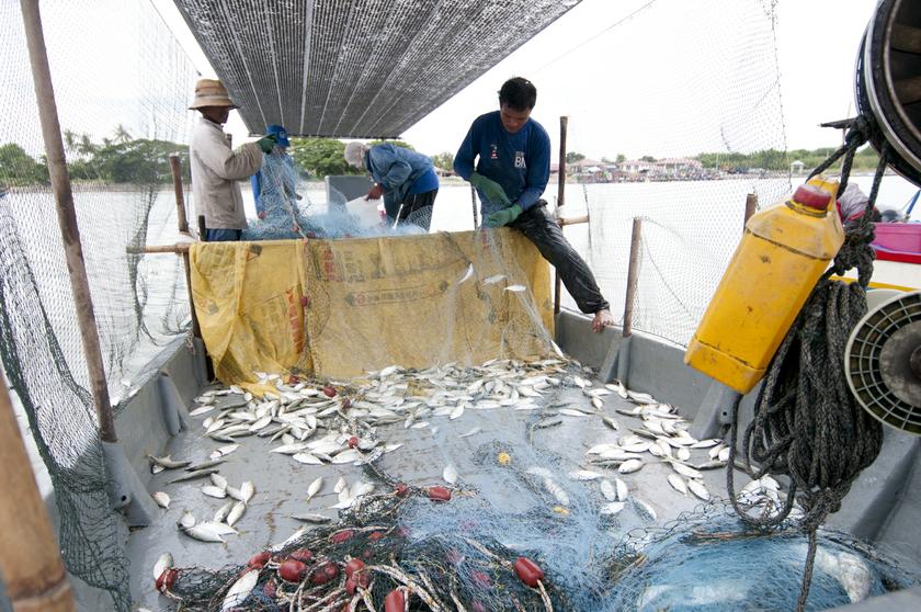 Fishermen sorting out their haul at the boat before taking them ashore to be auctioned off. u00e2u20acu201c Picture by KE Ooi
