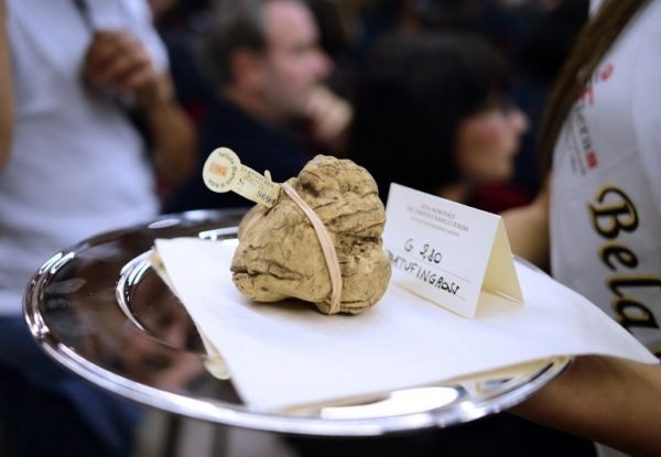 A 280-gram truffle is presented to the audience during the World Alba White Truffles Auction in Grinzane Cavour in northwestern Italy on November 10, 2013. u00e2u20acu201d AFP pic